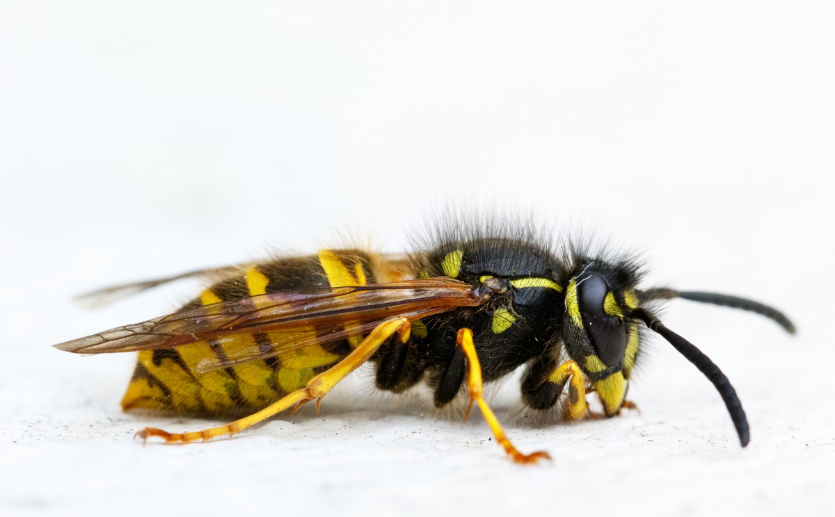 Tempo d’estate, tempo di allergia agli insetti
